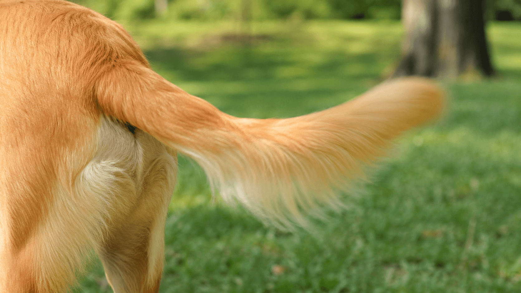 A dog's tail mid-motion in a loose wide wag, blurred slightly from movement, natural outdoor light