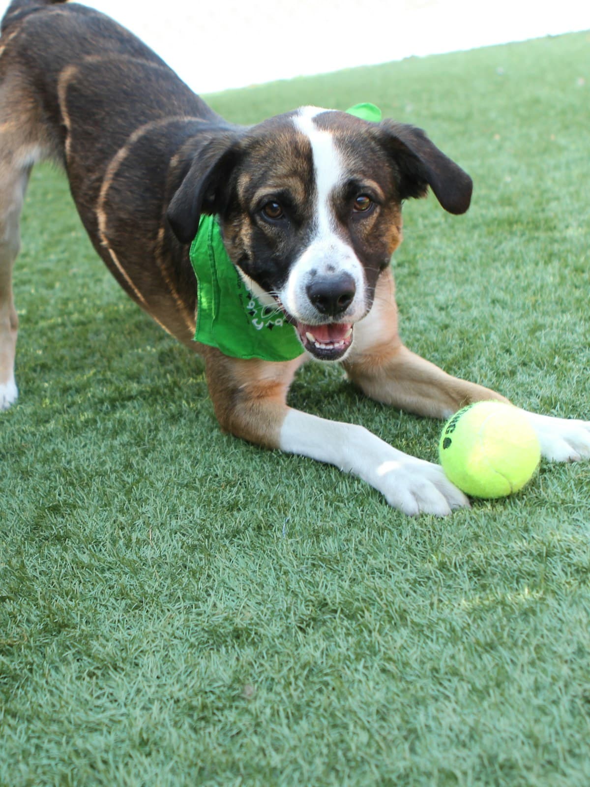 A dog lying on grass with a tennis ball, ears relaxed and mouth open