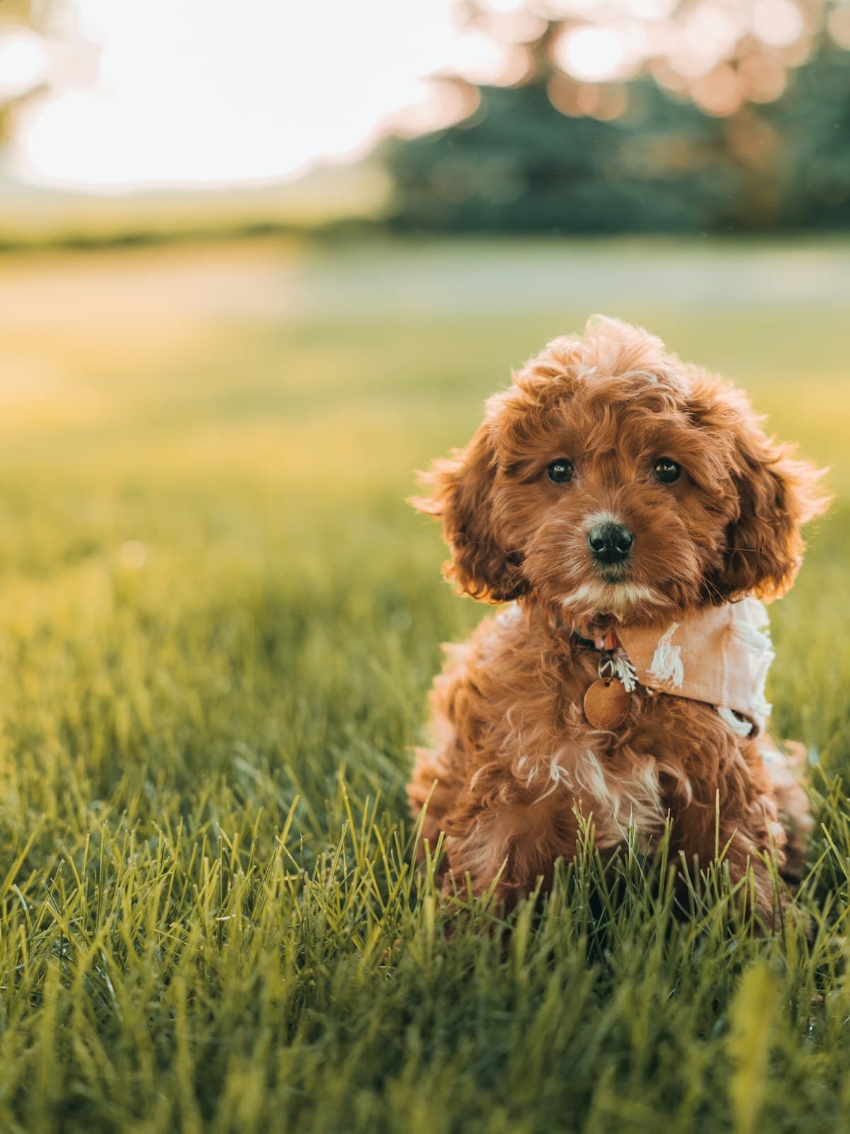 A small curly-haired puppy sitting on a lawn