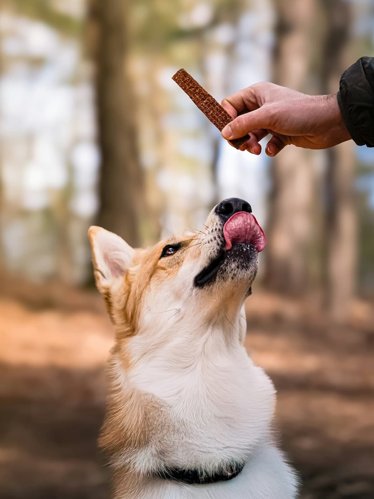 A dog licking its lips as it looks up at a treat held above it