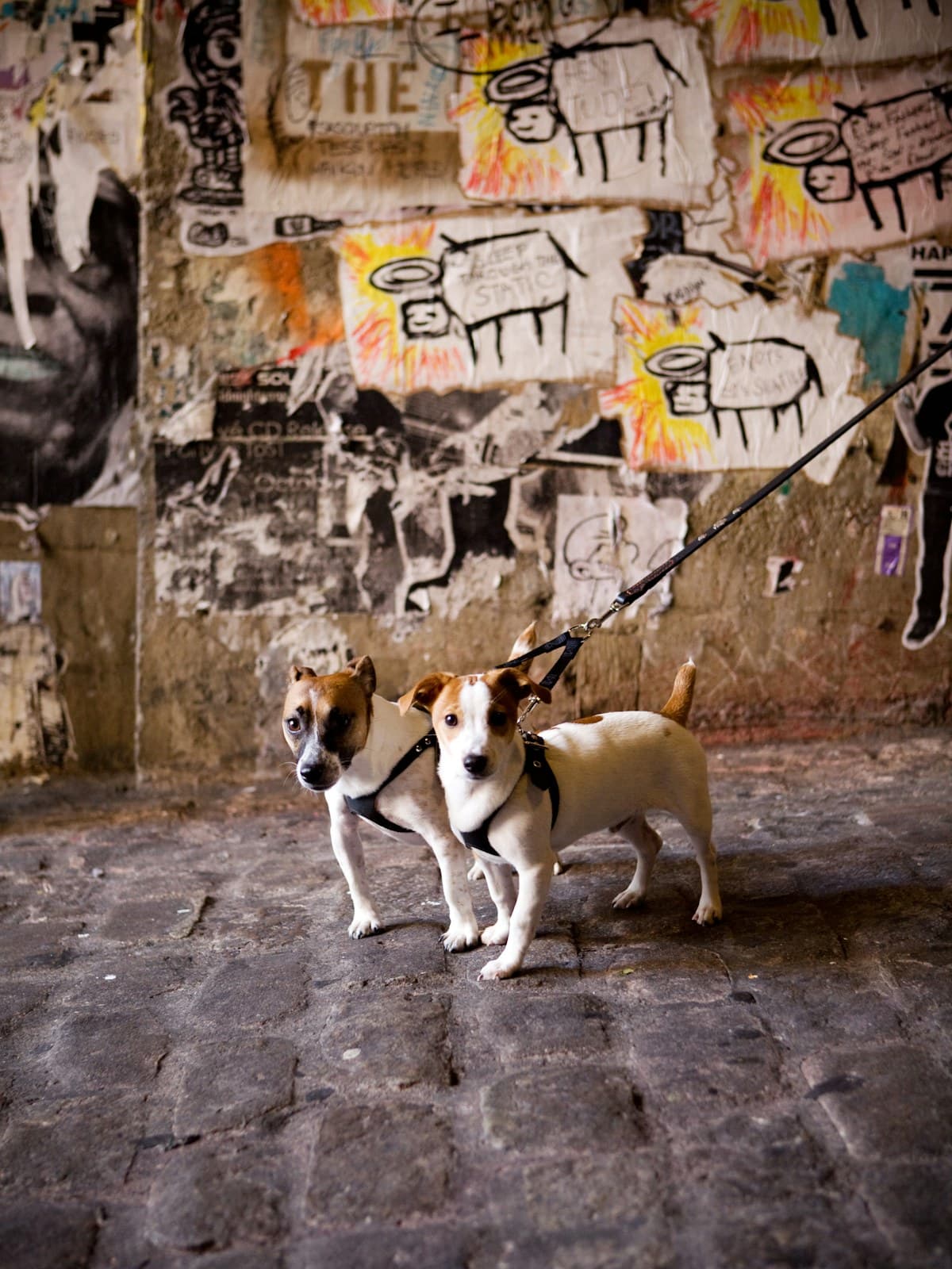 Two small dogs on slack leads standing side by side in front of a graffiti wall
